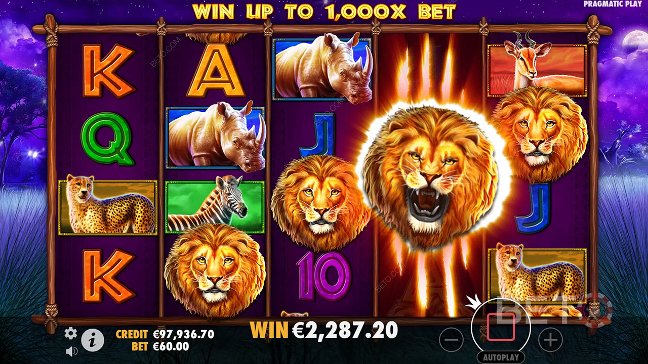 Safari King Review door BETO Slots