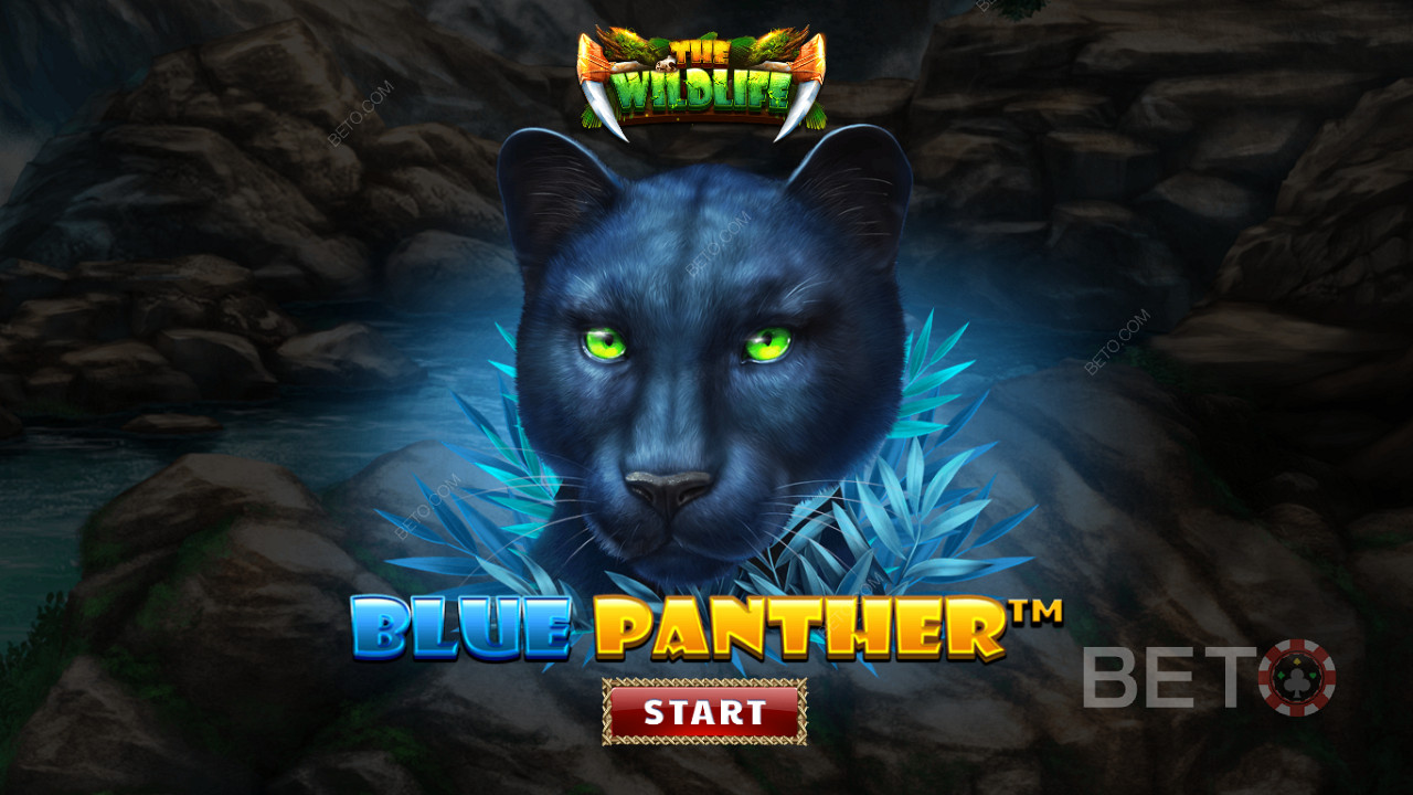 Zwerf door de jungle tussen de nachtelijke beesten van de Blue Panther slot