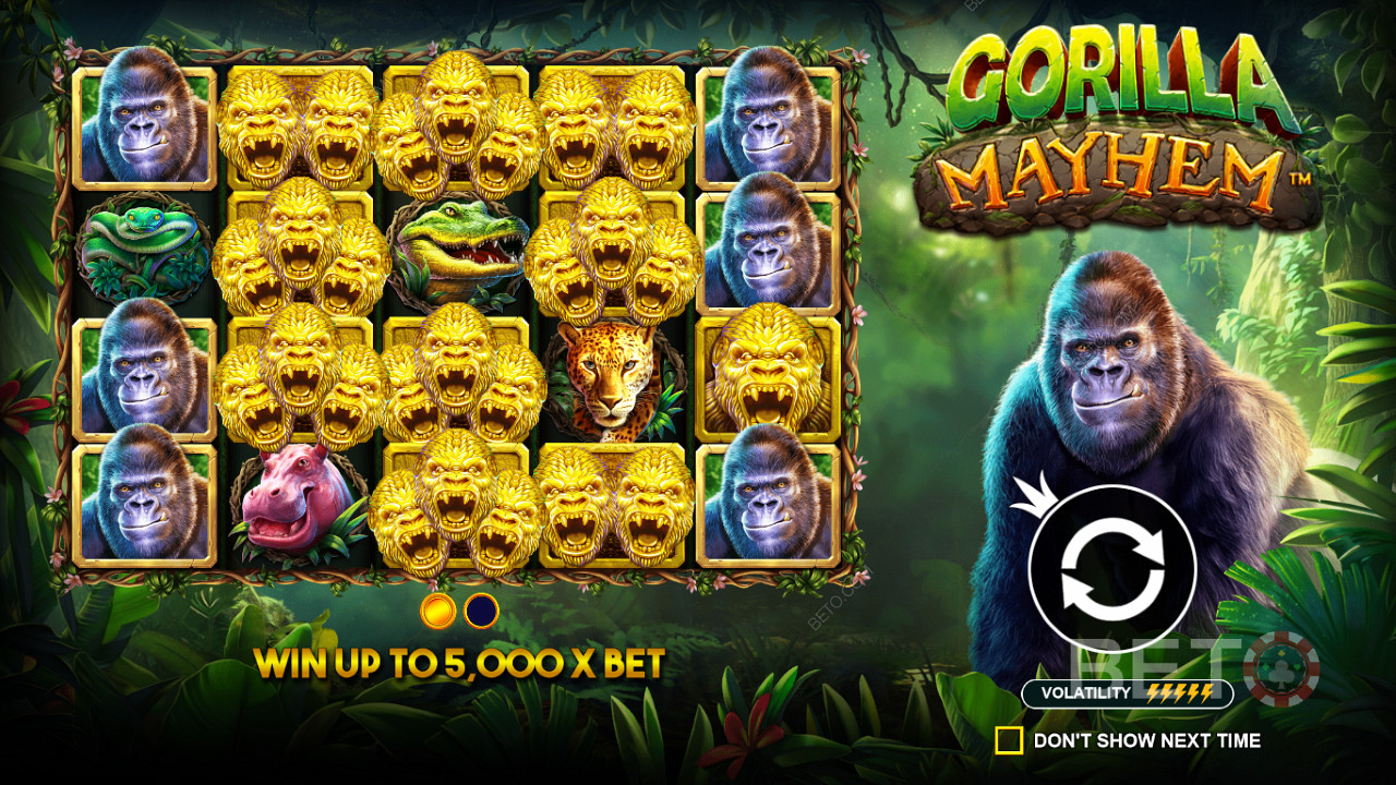 De Golden Gorilla symbolen spelen een belangrijke rol in de Gorilla Mayhem slot